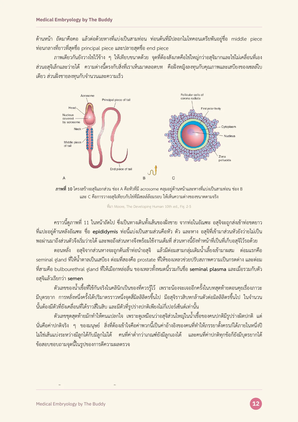 ตัวอย่างหน้าที่ 1 ของ Medical Embryology