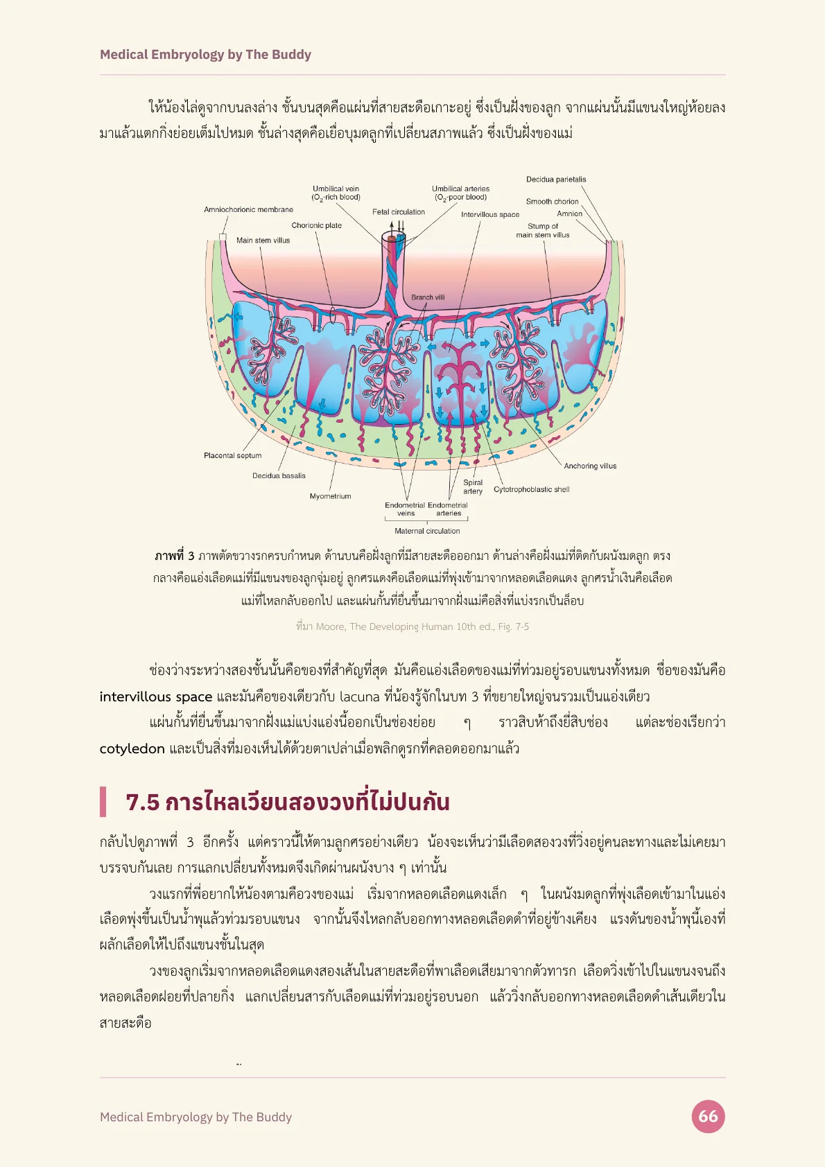 ตัวอย่างหน้าที่ 2 ของ Medical Embryology